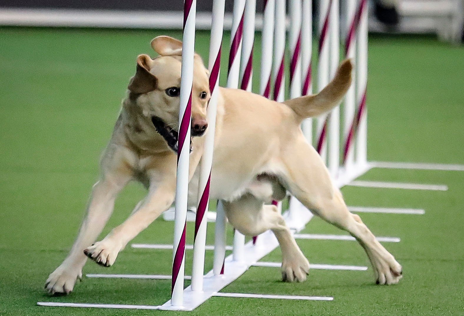 1. Labrador retriever